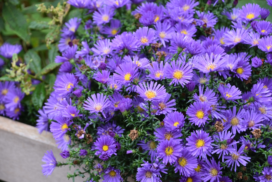 Herfstasters - Planten - 