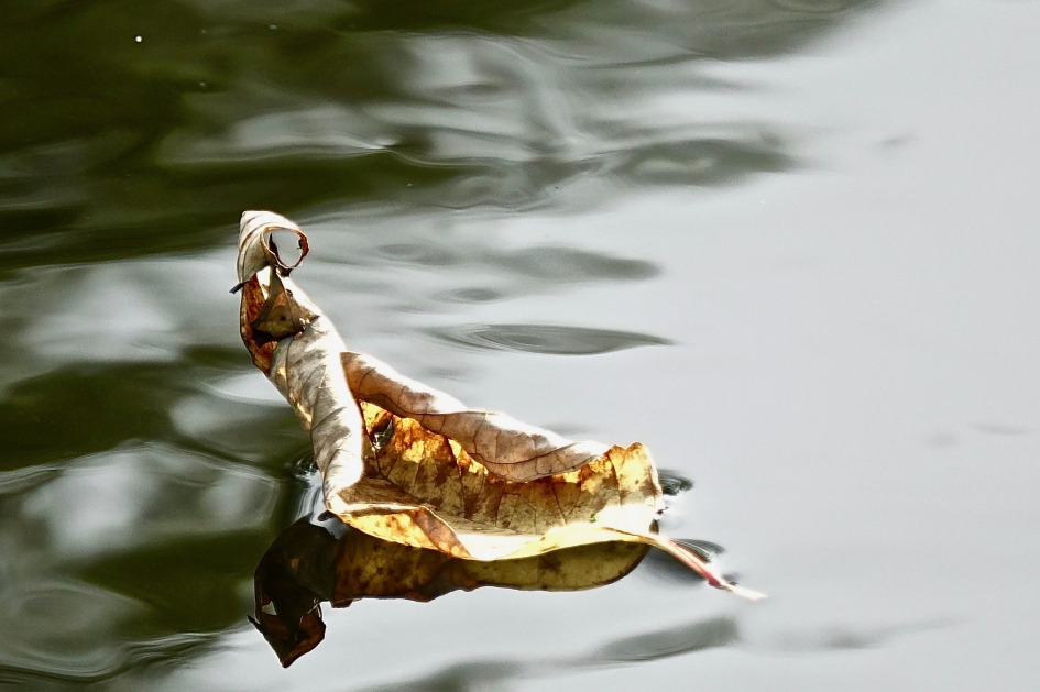 Herfstgezicht - Weer en landschap - 