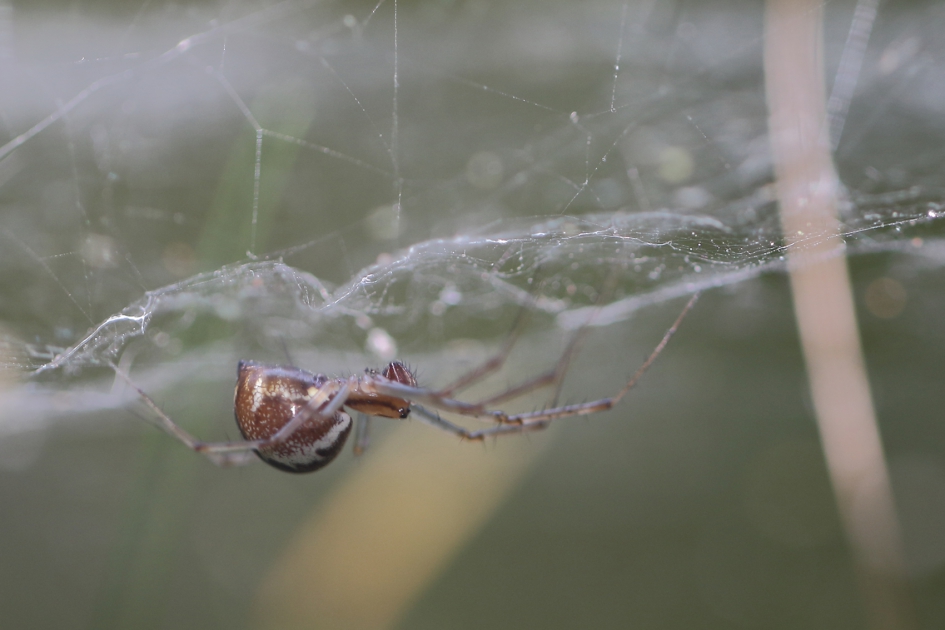 herfsthangmatspin - Geleedpotigen - 