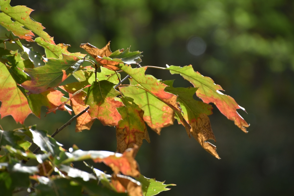 Herfstkleuren - Planten - 