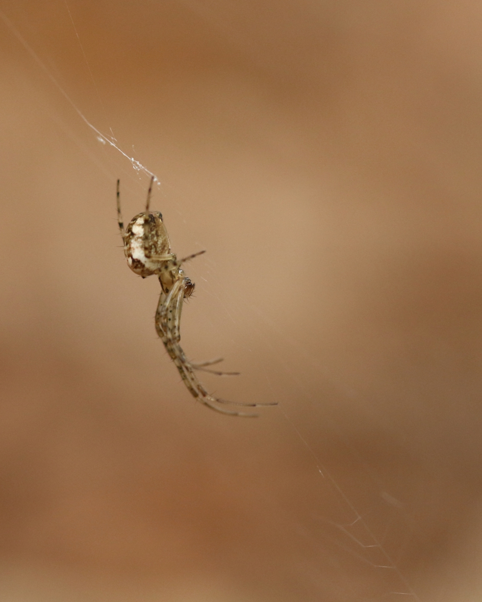 herfstspin - Geleedpotigen - 