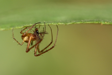 herfstspin met prooi