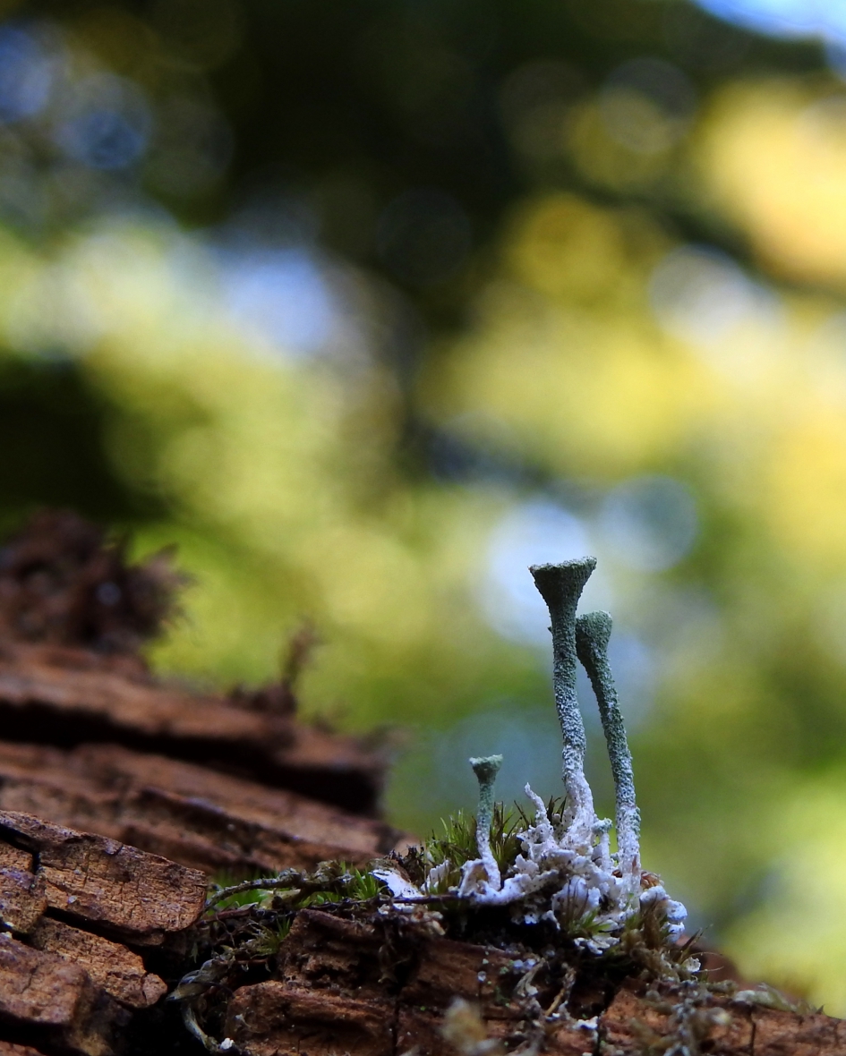 Herfststukje - Schimmels - Bekermos