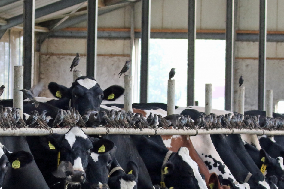 Het is hier wel vol! - Vogels - 