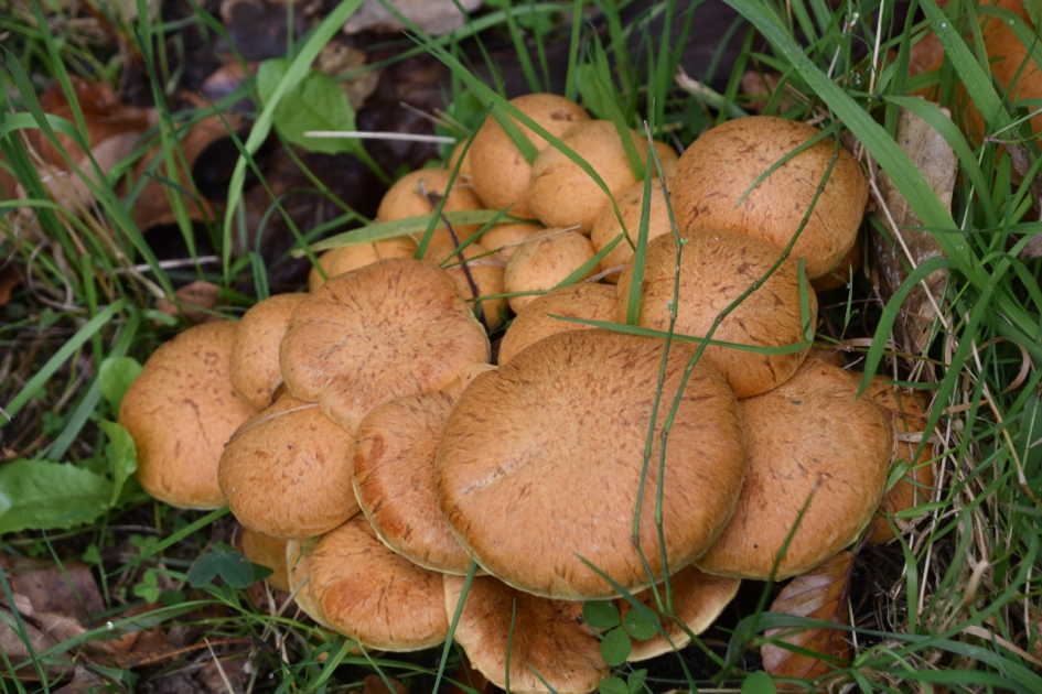 Het lijken broodjes - Schimmels - 