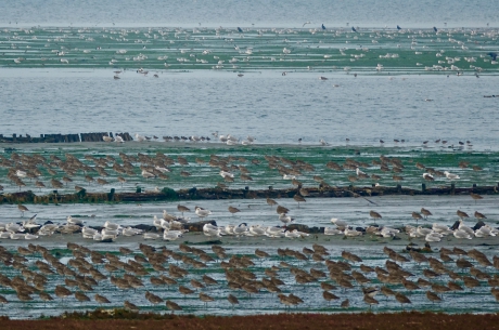 Hoogwatervluchtplaats op het Wad