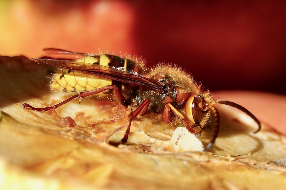 Hoornaar eet appel - Geleedpotigen - Hoornaar