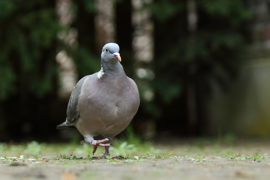 houtduif aan de wandel - Vogels - houtduif