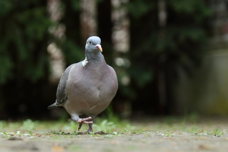 houtduif aan de wandel