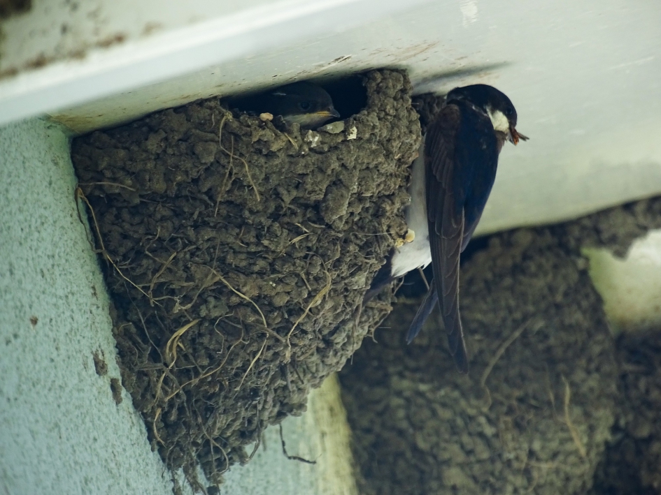 huiszwaluw met nestje - Vogels - huiszwaluw