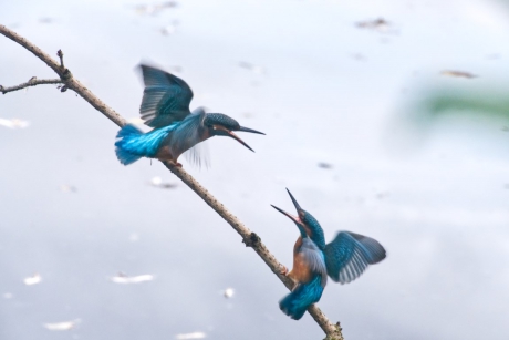 ijsvogels