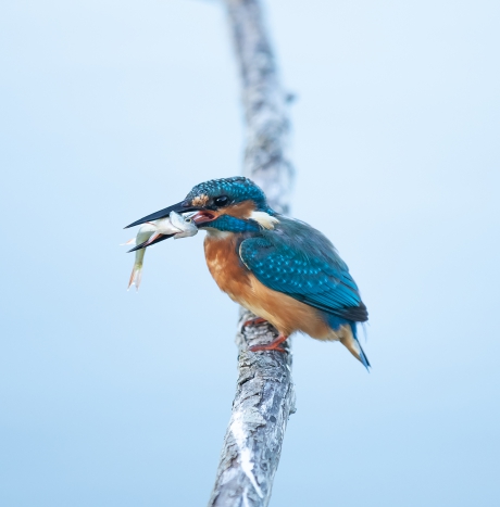ijsvogeltje @ oostvaardersplassen  - bon appetit !