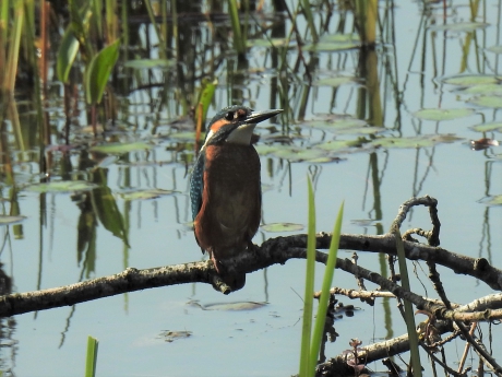 Ijsvogeltje in het Mokkelengoor (gem. Wierden) afgelopen juni.
