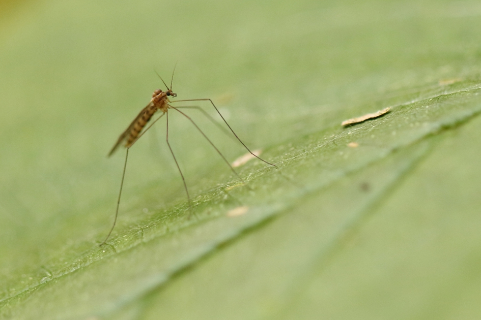 impopulair......de mug - Geleedpotigen - mug