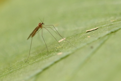 impopulair......de mug