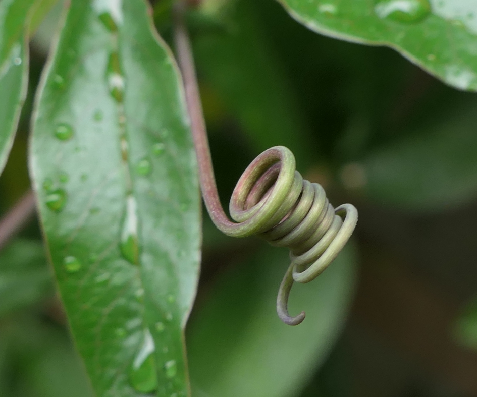 In de krul. - Planten - Passiebloem