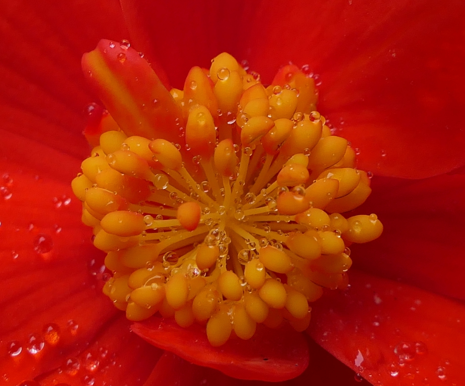 In de regen - Planten - Knolbegonia