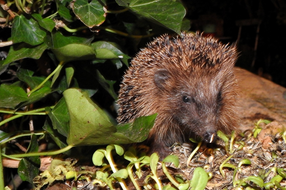 In de tuin - Zoogdieren - Egel