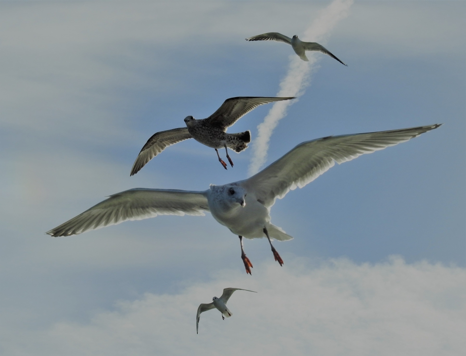 In strakke formatie de landing in zetten - Vogels - Zilvermeeuw