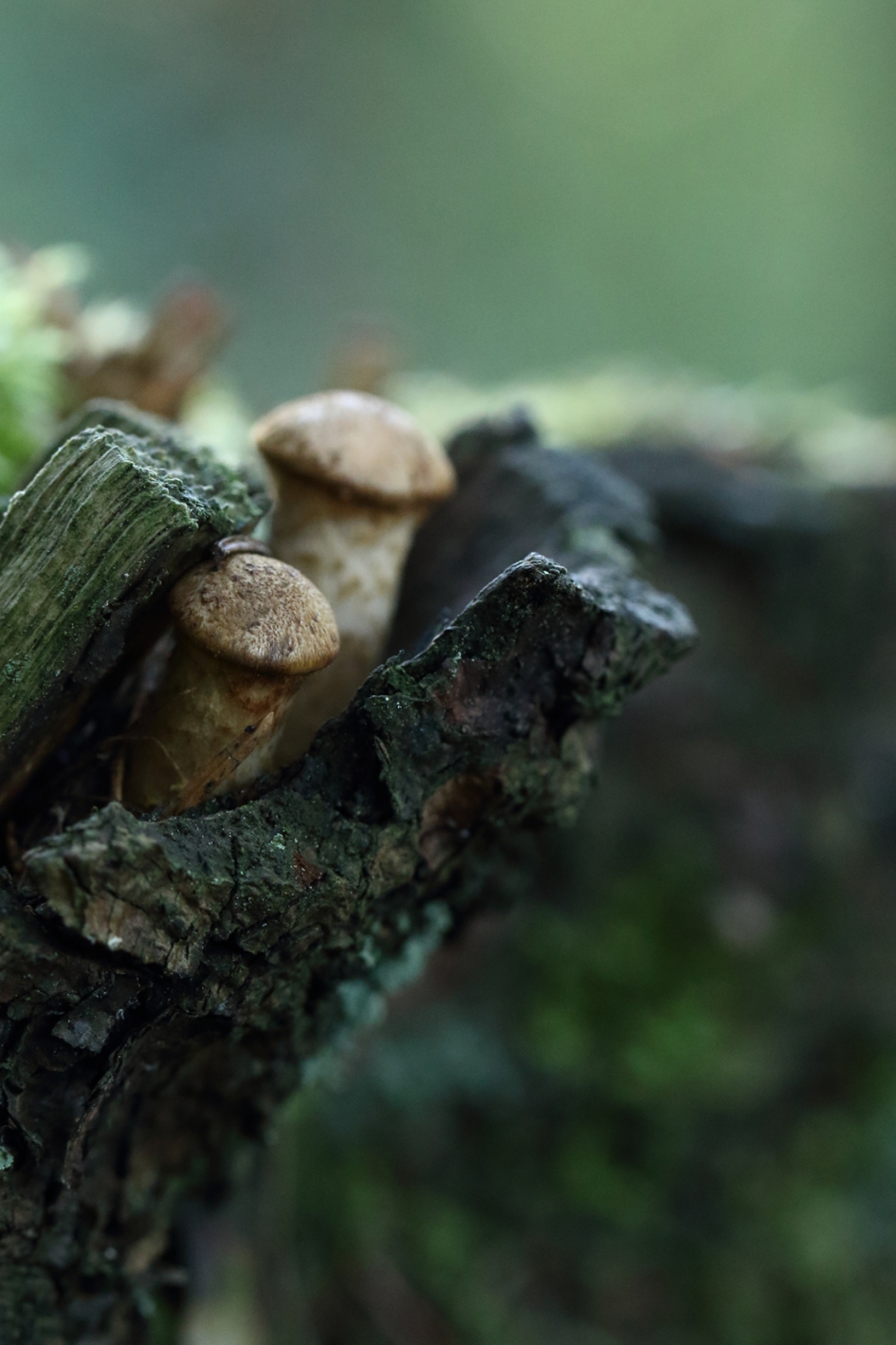 ingeklemd - Schimmels - 