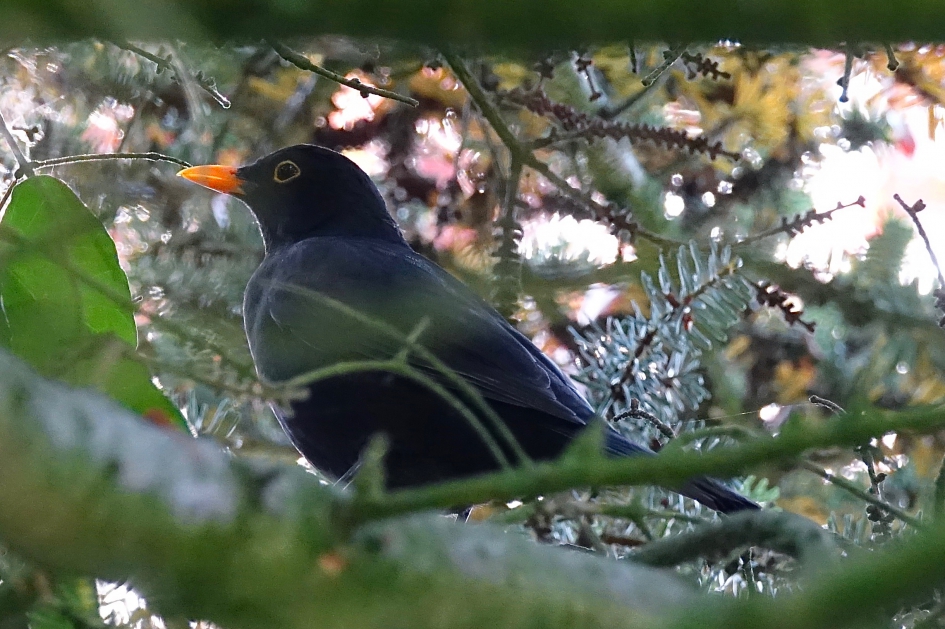 Ingetogen zingend vanuit de blauwspar - Vogels - Merel
