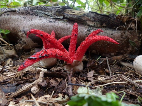 Inktviszwam bij Capelle aan den IJssel