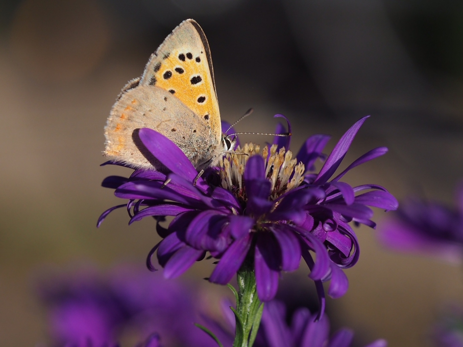 Insectenlokker - Geleedpotigen - Kleine vuurvlinder