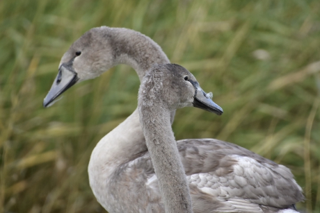 Jonge zwanen