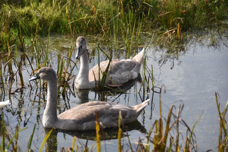 Jonge zwanen - Vogels - 