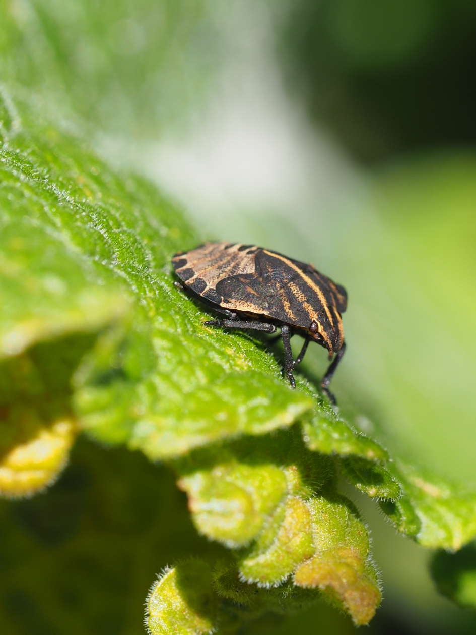 Jonkie - Geleedpotigen - Pyamawants