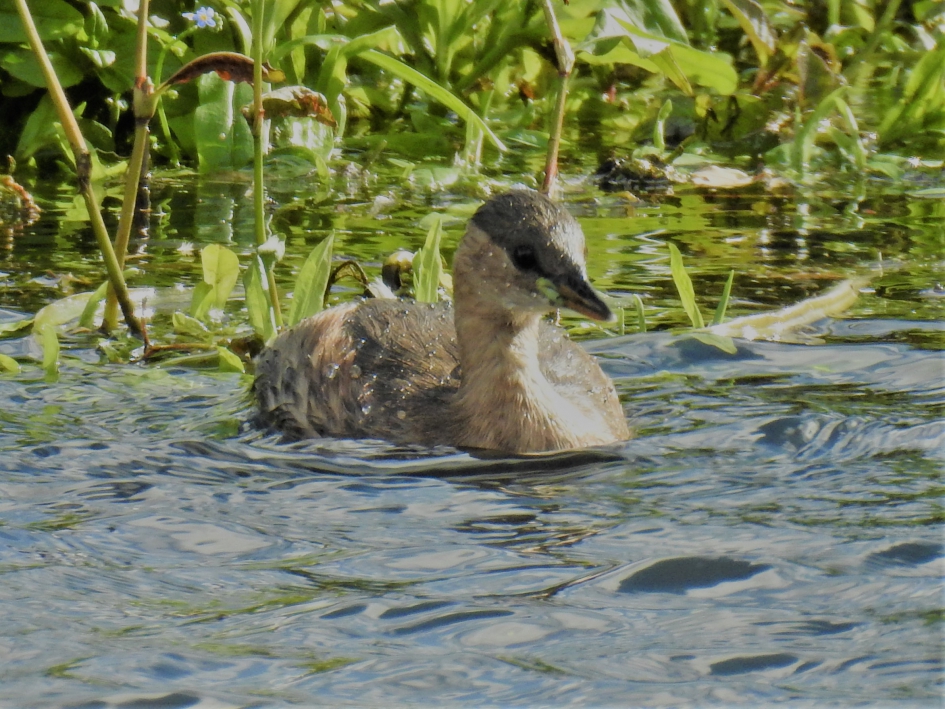 Dodaars - Vogels - Dodaars