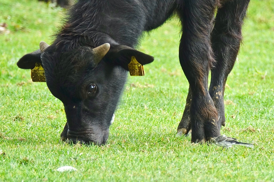Kan die poot even omhoog ? - Vogels - Witte Kwikstaart