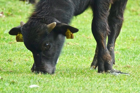 Kan die poot even omhoog ?