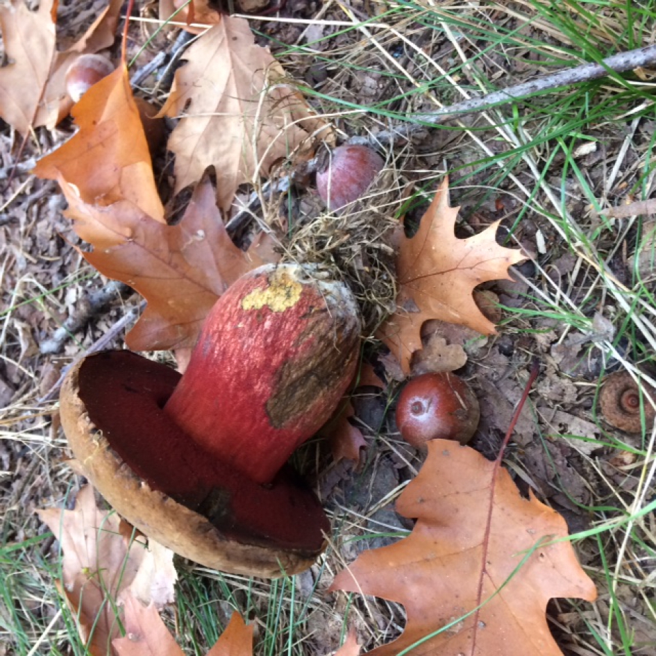 Kastanjeboleet - Schimmels - 