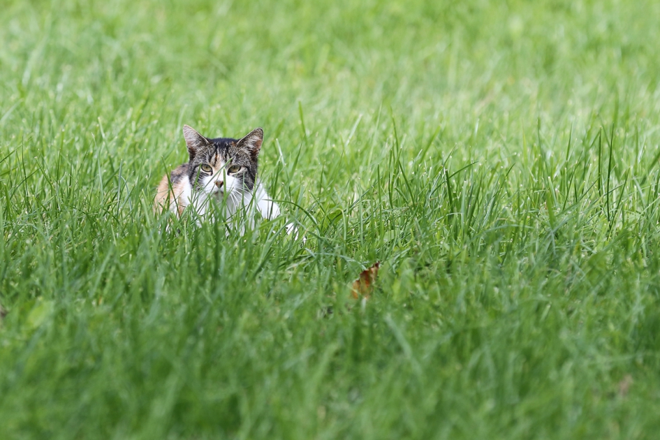 kat in weiland - Zoogdieren - 