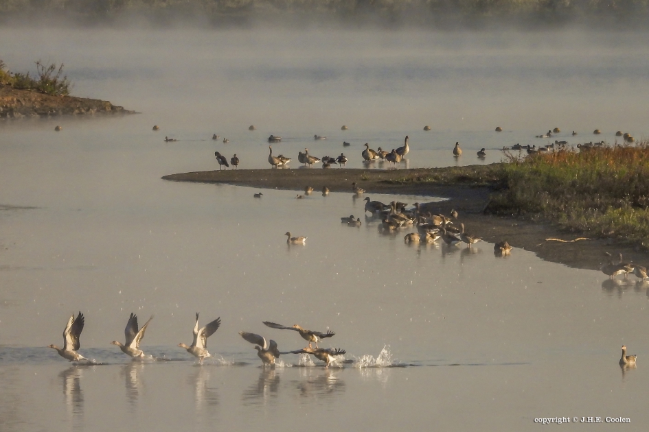 Keent (noord) - Vogels - 