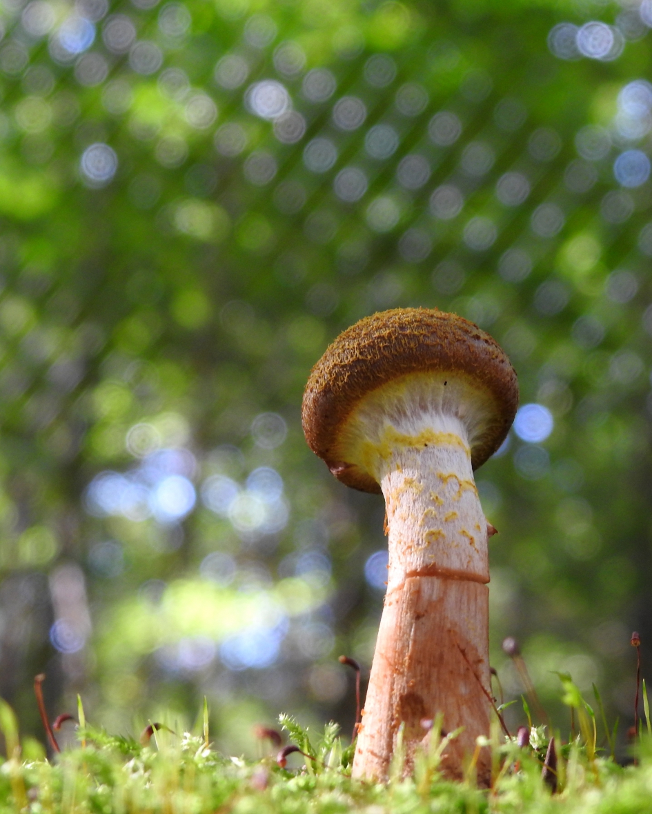 Kegel in het bos - Schimmels - Knolhoningzwam