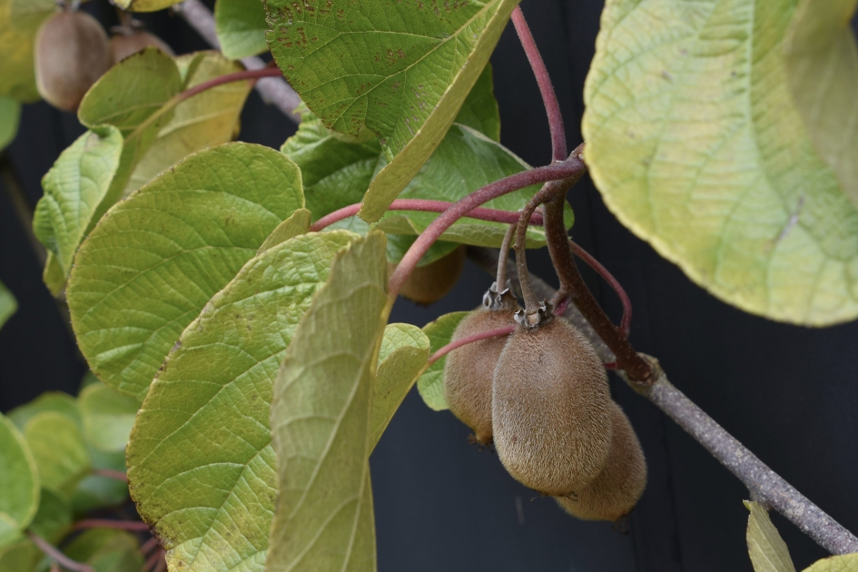 Kiwi’s - Planten - 