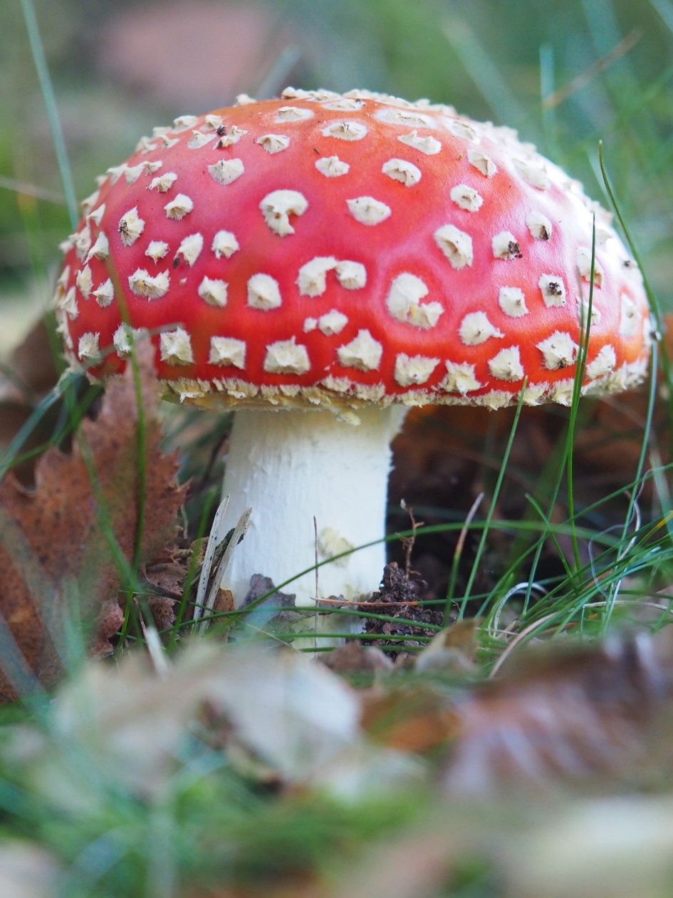 Klassiek - Schimmels - Vliegenzwam