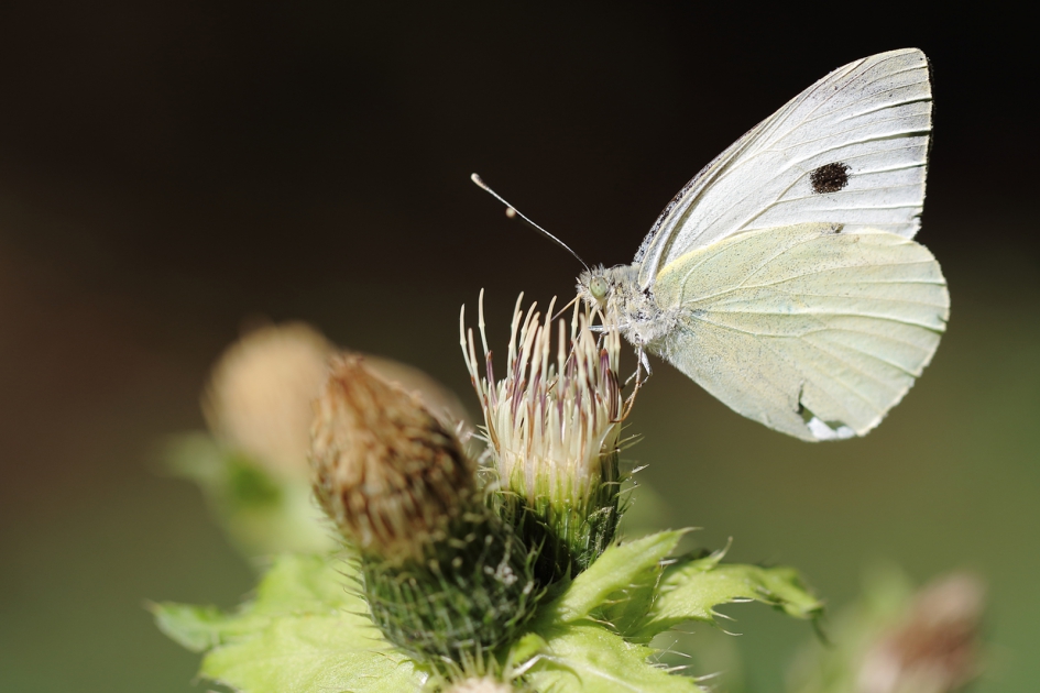 klein koolwitje - Geleedpotigen - 