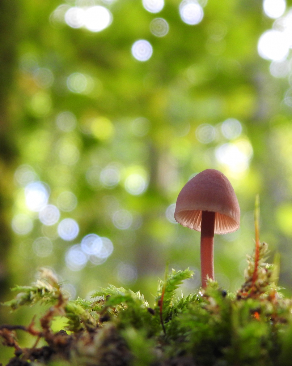 Klein roze rokje - Schimmels - Grote bloedsteelmycena