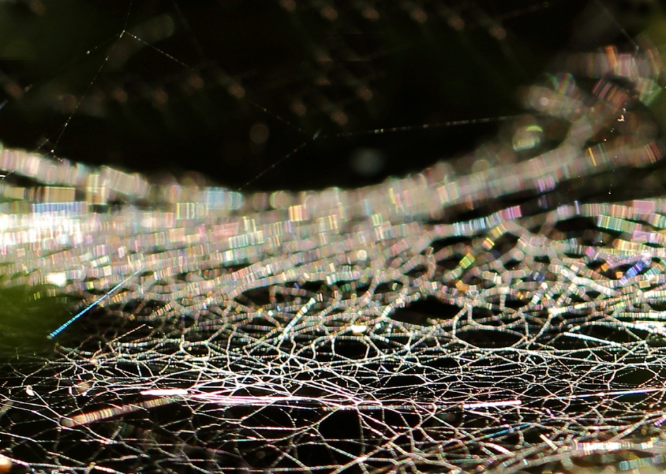 kleurrijk spinrag - Geleedpotigen - 