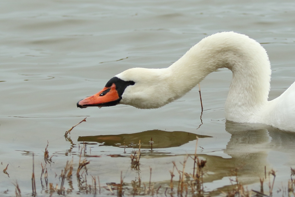 knobbelzwaan -v- - Vogels - knobbelzwaan