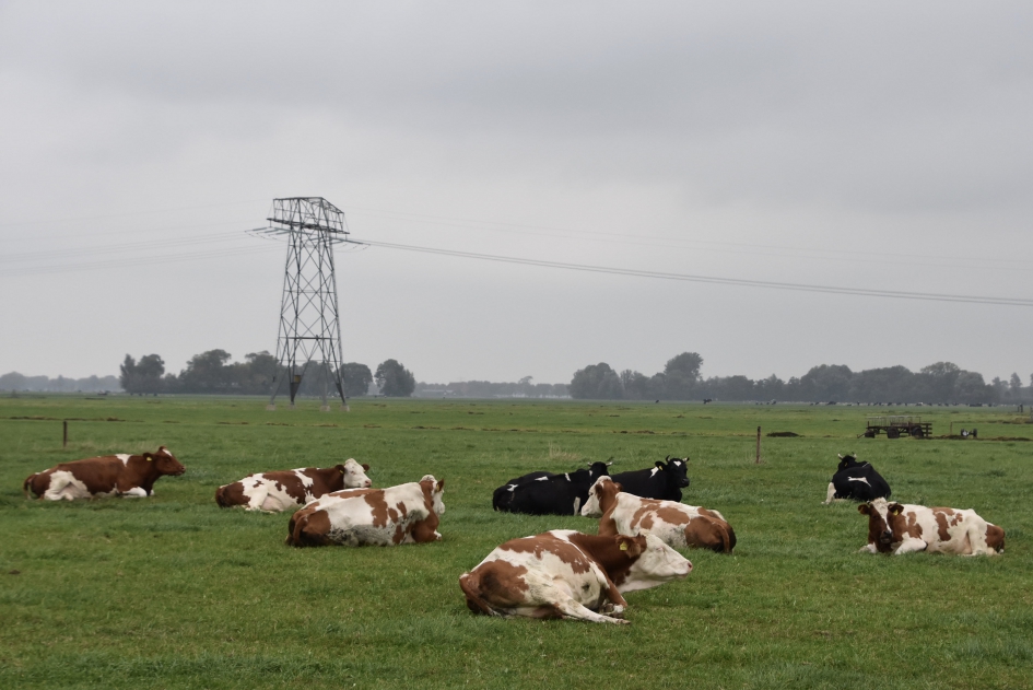 Koeien in het Friese land - Zoogdieren - 
