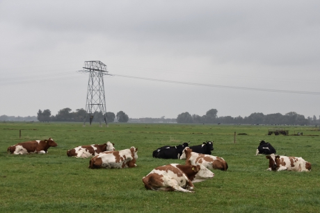 Koeien in het Friese land