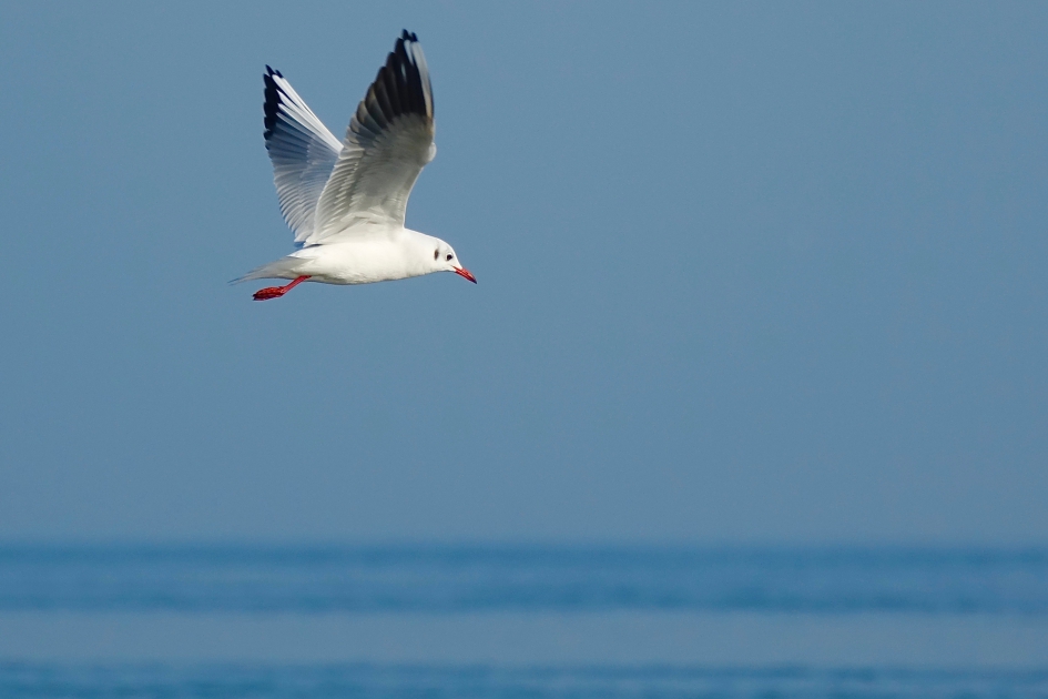 Kok boven De Mok - Vogels - Kokmeeuw