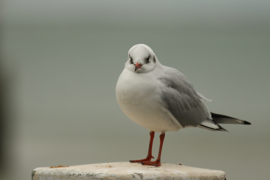 kokmeeuw -winterkleed- - Vogels - kokmeeuw