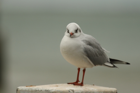 kokmeeuw -winterkleed-