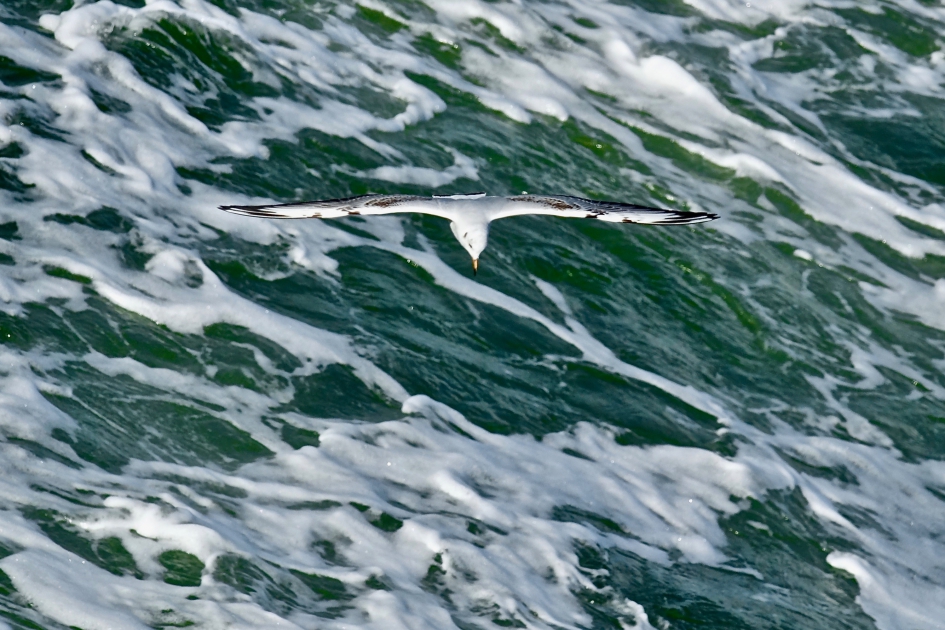 Kokmeeuw boven Texelse Skuumkoppe - Vogels - Kokmeeuw