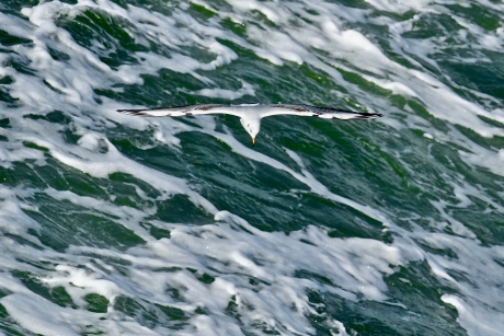 Kokmeeuw boven Texelse Skuumkoppe